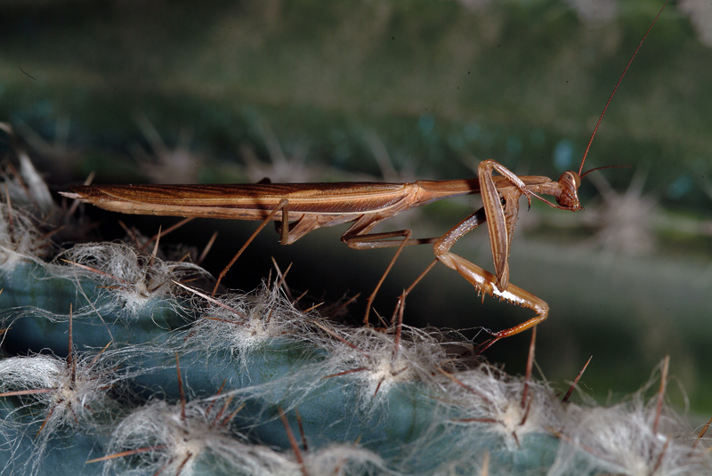 Maschio di Mantis religiosa